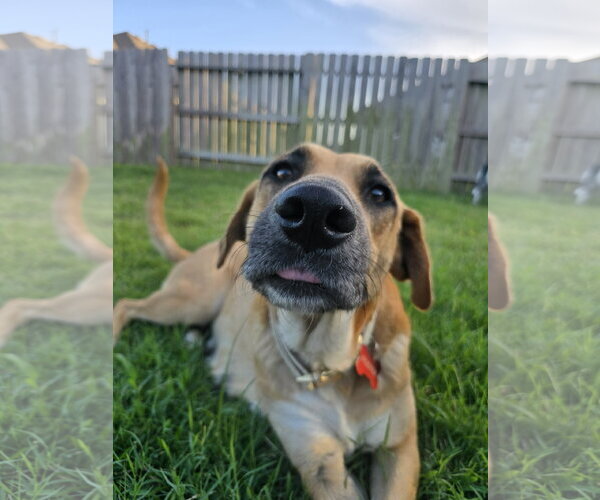Medium Photo #3 Black Mouth Cur-Unknown Mix Puppy For Sale in The Woodlands, TX, USA