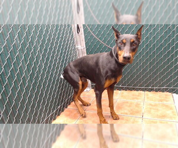 Medium Photo #1 Doberman Pinscher Puppy For Sale in Downey, CA, USA