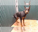 Small Doberman Pinscher