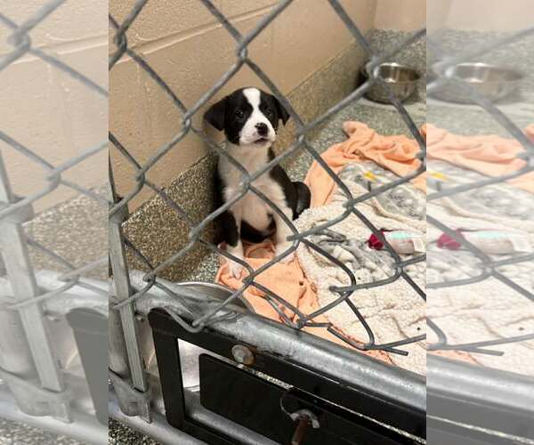 Medium Photo #3 Aussiedor Puppy For Sale in SHERBURNE, NY, USA