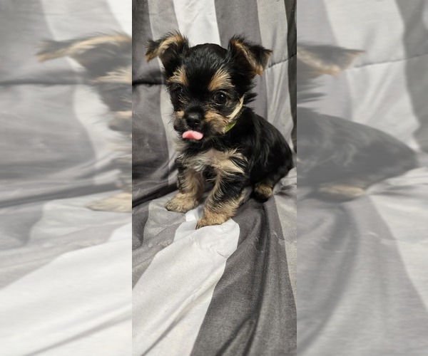 Medium Photo #5 Yorkshire Terrier Puppy For Sale in HUNTSVILLE, AL, USA