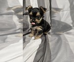Small Photo #5 Yorkshire Terrier Puppy For Sale in HUNTSVILLE, AL, USA