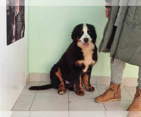 Medium Photo #10 Bernese Mountain Dog Puppy For Sale in Hatvan, Heves, Hungary