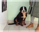 Small Photo #10 Bernese Mountain Dog Puppy For Sale in Hatvan, Heves, Hungary