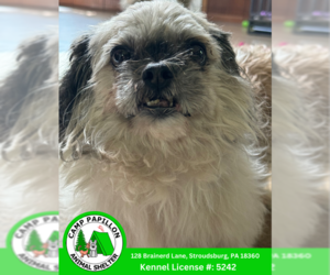 Pekingese Dogs for adoption in Stroudsburg, PA, USA