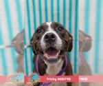 Small Photo #2 Plott Hound-Unknown Mix Puppy For Sale in Mobile, AL, USA