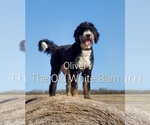 Small Photo #5 Bernedoodle Puppy For Sale in HIGGINSVILLE, MO, USA