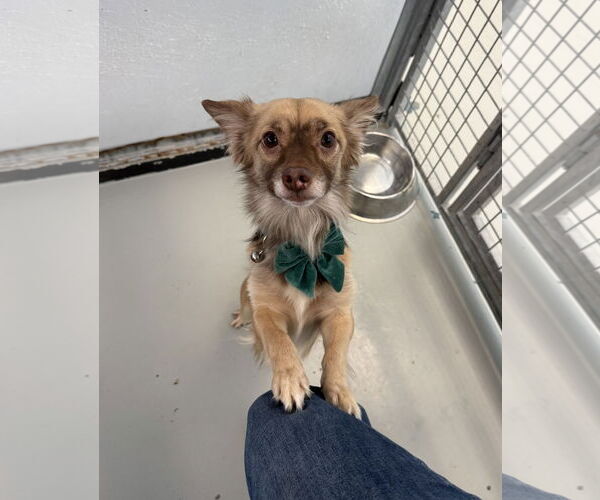 Medium Photo #2 Chiranian Puppy For Sale in Chico, CA, USA