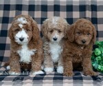 Small #1 Poodle (Miniature)