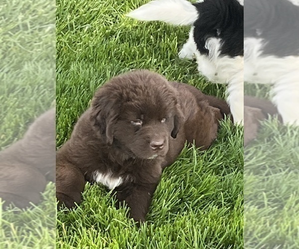 Medium Photo #4 Newfoundland Puppy For Sale in WAUSEON, OH, USA