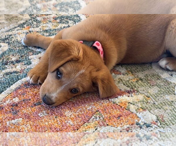 Medium Photo #3 Mutt Puppy For Sale in Laramie, WY, USA