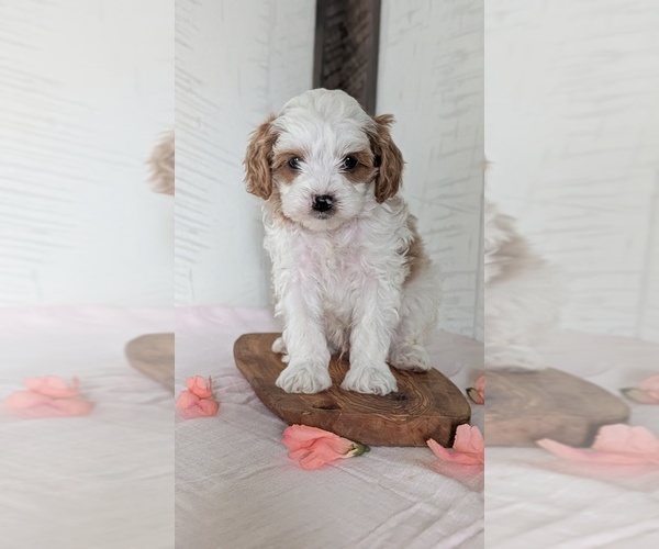 Medium Photo #8 Cavapoo (Miniature) Puppy For Sale in GOSHEN, IN, USA