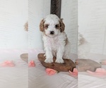 Small #7 Cavapoo (Miniature)