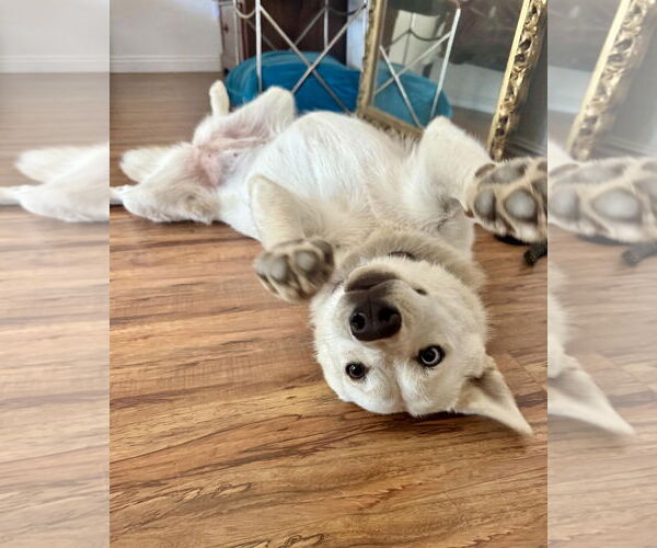 Medium Photo #3 Huskies -Unknown Mix Puppy For Sale in Corona, CA, USA