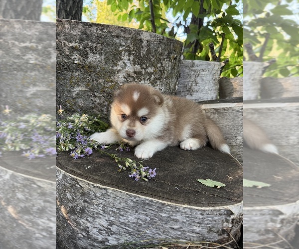 Medium Photo #4 Pomsky Puppy For Sale in STAPLES, MN, USA