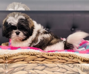 Shih Tzu Puppy for sale in CINCINNATI, OH, USA