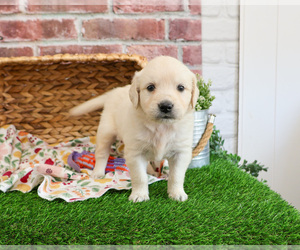 Golden Retriever Puppy for sale in SYRACUSE, IN, USA
