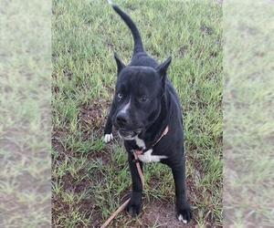 FALKOR - Male Labsky Dog for Adoption - Photo #2