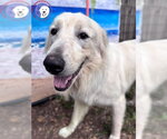 Small #13 Great Pyrenees
