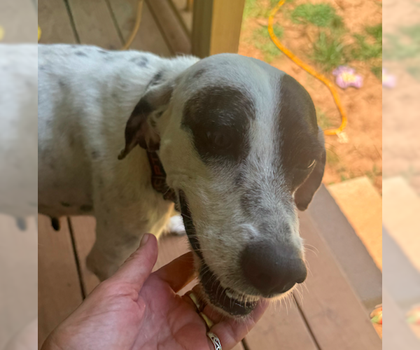 Medium Photo #5 Border Collie-Pointer Mix Puppy For Sale in Decatur, GA, USA