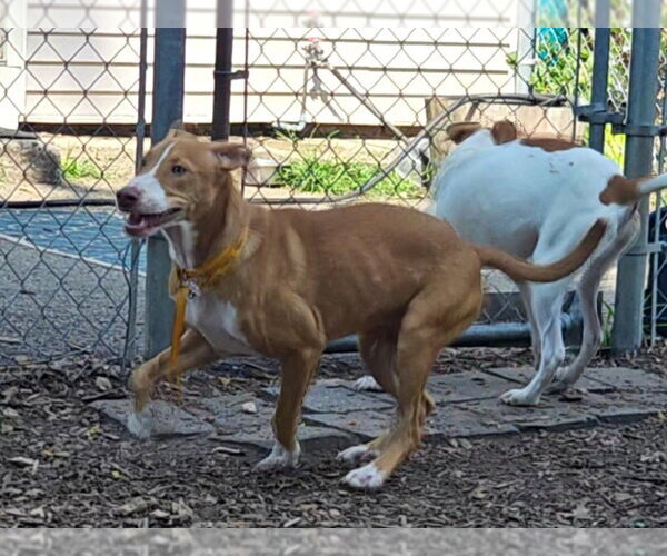 Medium Photo #4 Mutt Puppy For Sale in Bloomingdale, NJ, USA