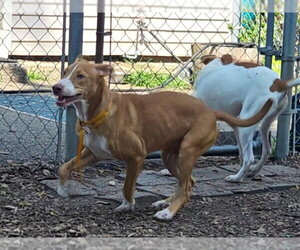 Jet - Male Mutt Dog for Adoption - Photo #4
