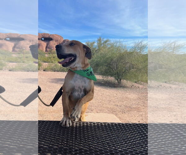 Medium Photo #6 Great Dane-Unknown Mix Puppy For Sale in phoenix, AZ, USA