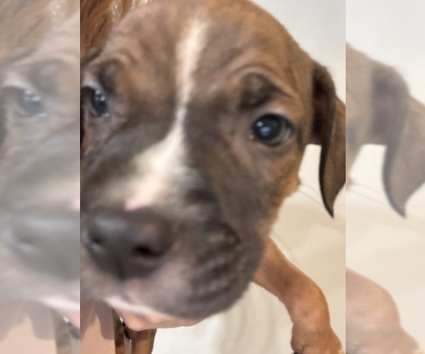 Medium Photo #13 American Pit Bull Terrier-Black Mouth Cur Mix Puppy For Sale in QUAKER HILL, CT, USA