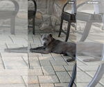 Small American Pit Bull Terrier Mix