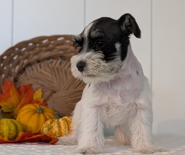 Medium Photo #12 Schnauzer (Miniature) Puppy For Sale in GOSHEN, IN, USA