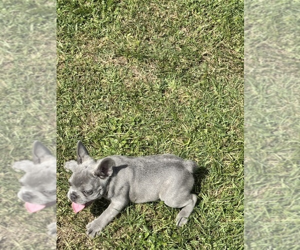 Medium Photo #4 French Bulldog Puppy For Sale in MICANOPY, FL, USA