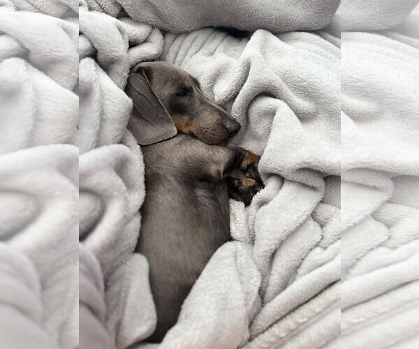 Medium Photo #3 Dachshund Puppy For Sale in Fruitland, SC, USA