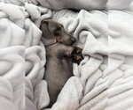 Small #2 Dachshund