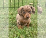 Small #9 Dachshund