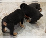 Small #25 Rottweiler
