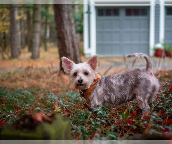 Medium Photo #3 Maltese-Unknown Mix Puppy For Sale in Holland, MI, USA
