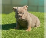 Small #13 English Bulldog