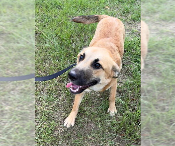 Medium Photo #4 Mutt Puppy For Sale in Tarrytown, GA, USA