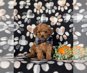 Poodle (Toy) Puppy for sale in PARADISE, PA, USA