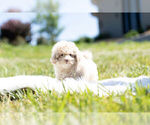 Small Photo #14 Maltipoo Puppy For Sale in WARSAW, IN, USA