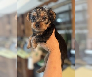 Silky Terrier Puppy for sale in WEST NEWTON, MA, USA