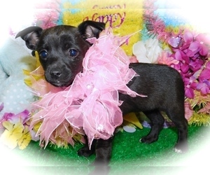 Minnie Jack Puppy for sale in HAMMOND, IN, USA