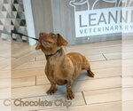 Small #6 Dachshund