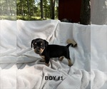 Small #5 Doxie-Pin