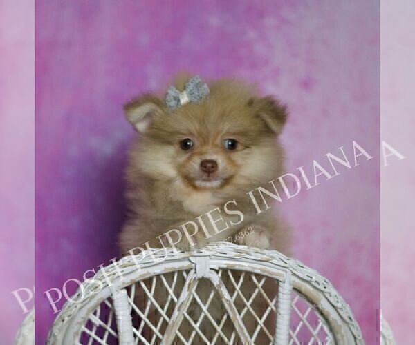 Medium Photo #29 Pomeranian Puppy For Sale in WARSAW, IN, USA