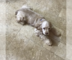 Cocker Spaniel Puppy for sale in CADDO, OK, USA