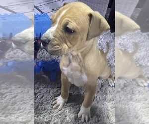 Bullboxer Pit-Cane Corso Mix Puppy for sale in DETROIT, MI, USA