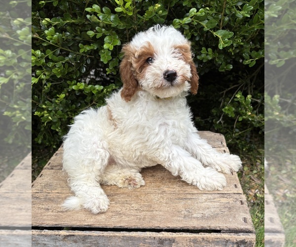 Medium Photo #1 Goldendoodle (Miniature) Puppy For Sale in MIDDLEBURY, IN, USA