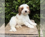 Small Goldendoodle (Miniature)