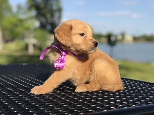 Golden Retriever Puppy for sale in LAKELAND, FL, USA